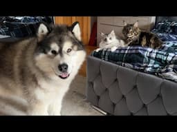 Husky Reacts To Cats Fighting For The First Time! He Wants To Play! (Cutest Ever!!)