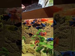 AMAZING AFRICAN CICHLID DISPLAY AQUARIUM