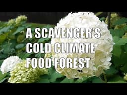 Tour of A Scavenger's Food Forest