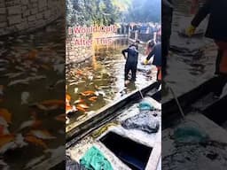 Can Only Imagine What owner was thinkin after seeing this Tragedy #koi #pond #fish  🎥: @cobra_koi_uk