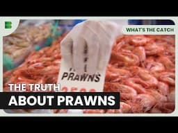 Are Your Prawns Really Sustainable? - What's The Catch - Documentary