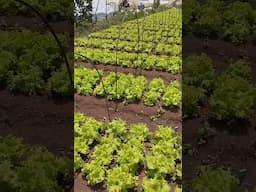 Dapat Bang Lagyan ng Bubong ang Lettuce Garden?  #lettuce #garden #technique