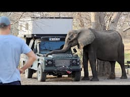 Can an elephant crush a Land Rover ? SCARY (297)