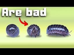 Roly Pollies Are Bad.... Here is Why.