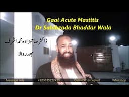 Gaai Acute Mastitis Dr Sahibzada Bhaddar Wala