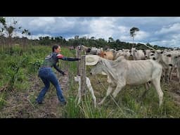 VACA BRAVA PARTIU PARA CIMA DE MIM