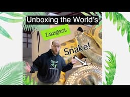 Did I just purchase the worlds LARGEST snake!!! 😮😮😬 unboxing and his new cage update!