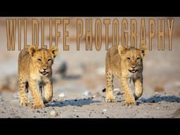 Wildlife Photography: Lions and More Lions