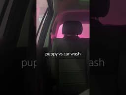 Puppy vs Car Wash #goldenretriever #goldenretrieverpuppy