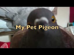 My Pet Pigeon in: The Flower Thief