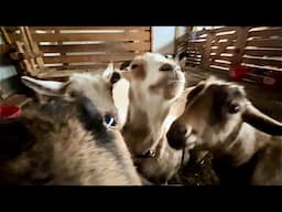 Are our goats pets or not? DIY electric install.