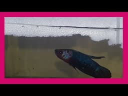 Cuando sacar al macho del acuario de reproduccion - Pez Betta