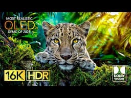 Best OLED Demo Dolby Vision 16K HDR 120fps