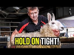 Shearing a Big Bunny?