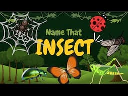 Name That Insect - Visual Interactive Toddler Learning Video For identifying Insects