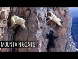 Mountain Goats: They're not afraid of grizzlies or gravity