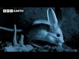 The Jerboa Is A Remarkable Little Rodent | Asia Fun Facts | BBC Earth Kids