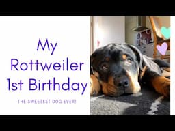 My Rottweiler 1st B-day | Best Dog ever