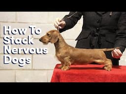 Stacking Nervous Dogs for the Judge's Exam