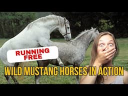 Running Free: Wild Mustang Horses in Action! 🐴💨