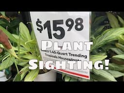 PLANT SIGHTING Costa Farms Trending Tropicals House Plants $15.98!