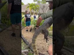 How To Walk The Slinkster @KampKenans Asian Water Monitor Around The Kamp 🦎😳