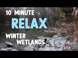 10 minutes to RELAX (snowy winter wetlands)