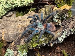 Dolichothele diamantinensis,  Brazilian blue dwarf beauty  rehouse and care