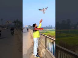 Please subscribe for your support 🙏🙏 #humanity #kindness #birdlovers #viralvideo #shortvideo