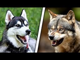 Fierce Battle: Husky Showdown with Wolves