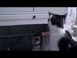 Shorty’s Box Chronicles: Kodi's Confusion (2012)