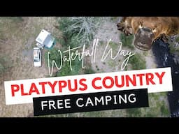 Waterfall Way Rare PLATYPUS Encounter - Lower Wattle Flat Free Camping