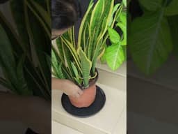 Perfect Watering | No Underwatering/Overwatering,