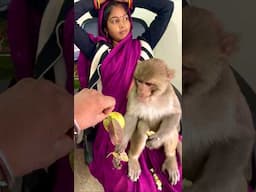 Babu amazing funny reaction 😂 #monky #funnyvideos #funnymonky #funnyclips