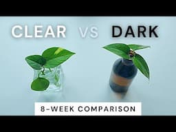 Water Propagation in Clear vs Dark Vessels: 8 Week Comparison for Golden Pothos Cutting Root Growth