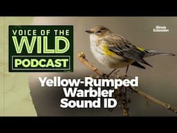 Episode 35: Yellow-Rumped Warbler – Voice of the Wild