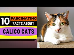 10 Fascinating facts About Calico Cats (#10 is simply amazing)