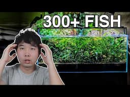 NO WATER CHANGE Fish Tank with 300+ Fish | Fish Tank Review 287