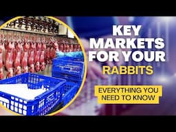 The Key MARKETS for Rabbits | RABBIT FARMING Best Tips & How to Make Money | AFRICA FARMING!!!