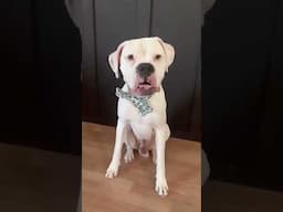 Deaf dog Charlie makes big decisions #deafdog #deaf #dog #deafdogsrock #boxer #deafdogtraining #asl