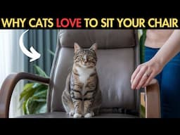 If Your Cat Takes Your Seat, They’re Trying to Tell You This