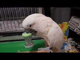 A Shaking & Toe Tapping Cockatoo