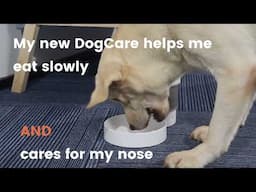 Switch Your Slow Feeder Bowl to DogCare Automatic Slow Feeder