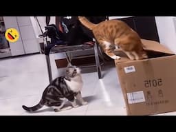 Cats are making us laugh every day 🤣 Best Funniest Cats Videos 2024 😻