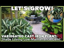 VARIEGATED CAST IRON PLANT: Low-Maintenance Shade Plant for Southern Gardens ( Zones 7-11)