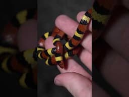 Finding the Target of the Night! Scarlet Kingsnake on the Crawl