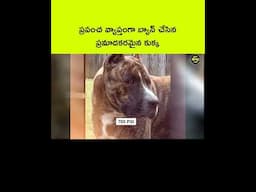 ఈ కుక్కను ప్రపంచంలో ఎక్కడ పెంచకూడదు | Dogs