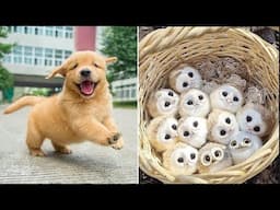 Funniest Animals 2025 😂 Best Funny Cats and Dogs 😻🐶 Part 6 | Cute Baby Dogs