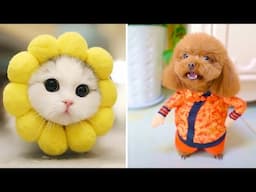 Funniest Animals 2025 😂 Best Funny Cats and Dogs 😻🐶 Part 8 | Cute Baby Dogs