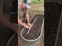 Planting Beets The Easy Way!! #growhoss #gardening #gardeningtips #growhoss #growyourownfood #short